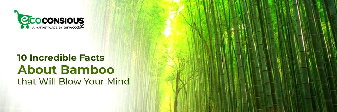 10 Surprising Facts About Bamboo Products You Probably Didn’t Know